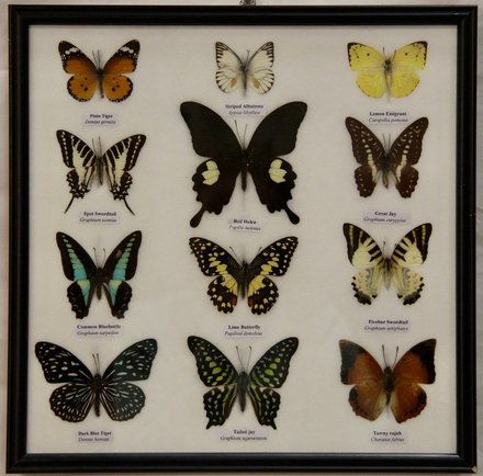main photo of Butterflies 5