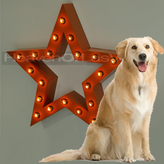 STAR #40 main photo of STAR #40