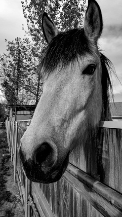 main photo of Horse Photo digital image