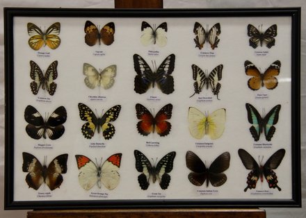 main photo of Butterflies 1