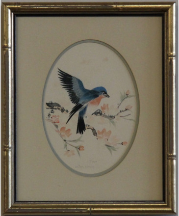 main photo of Oval Blue Jay