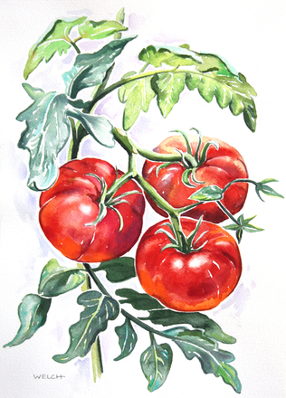 main photo of Red Tomato Plant