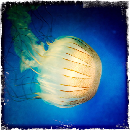 main photo of RANABB-Jellyfish 9 DF