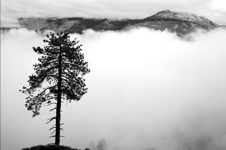 main photo of AVIDAV-Yosemite Lone Tree DF
