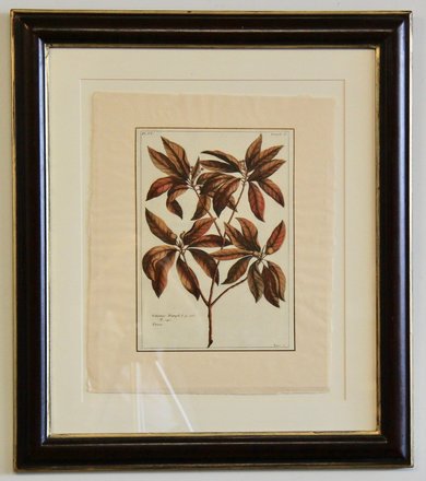 main photo of Wood Framed Botanical 4