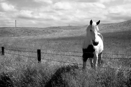 main photo of Horse in Field