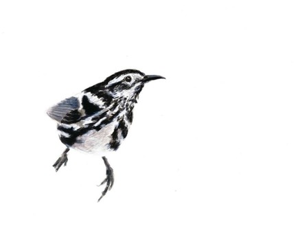 main photo of LINJOA-Black and White Warbler DF