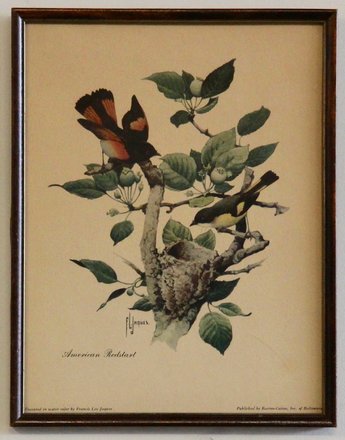 main photo of Bird Print 1 - American Redstart