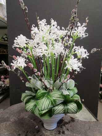 main photo of Fresh Floral White Nerines