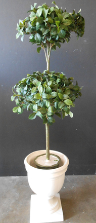 main photo of Ficus Leaf of Double bush topiary. 5 available