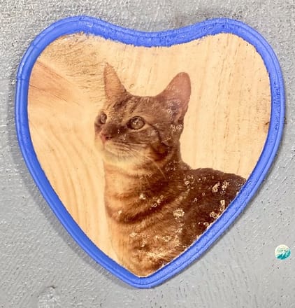 main photo of Cat on wooden heart