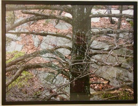 main photo of Reflecting Tree