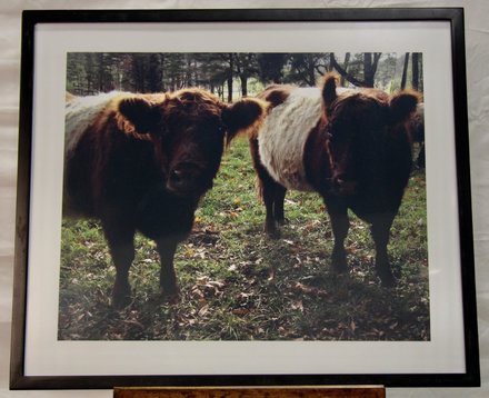 main photo of Cows 1