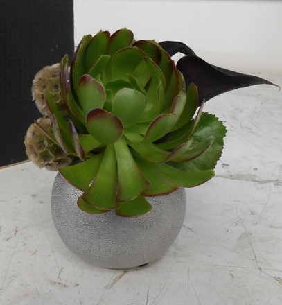 main photo of Table Succulent