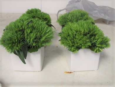 main photo of Fresh Floral Green Dianthus