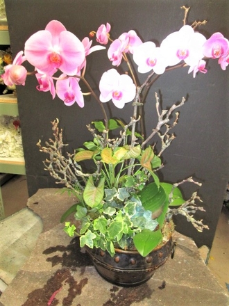 main photo of Fresh Floral Orchid Plants and Almond Branches