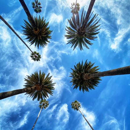 main photo of Sunroof Palm Trees