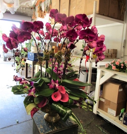 main photo of Fresh Floral Large Orchid Plant Foyer Arrangement