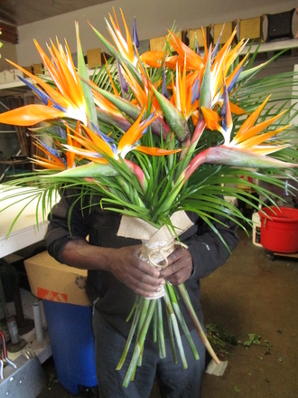 main photo of Fresh Floral Birds of Paradise Bouquet