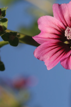 main photo of Pink Flower
