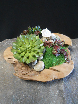 main photo of Succulent in Wooden Dish