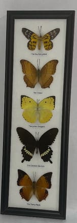 main photo of 5 Butterflies II