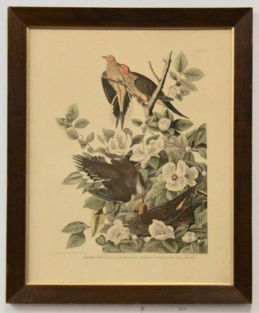 main photo of Bird Print 4 - Turtle Doves