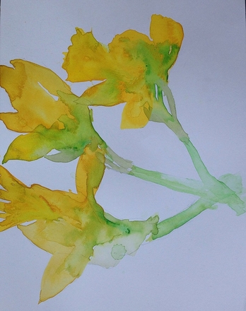 main photo of EVEJUD-Daffodils 1 DF
