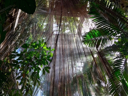 main photo of Rainforest