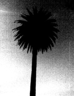 main photo of Palm Tree