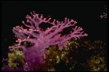 main photo of Purple Coral Plant