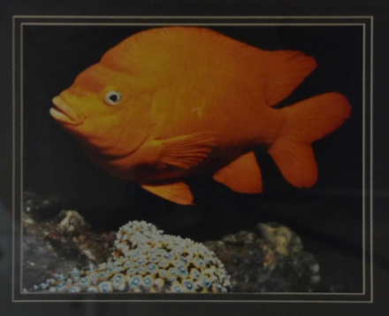 main photo of Goldfish and Coral Underwater Photo