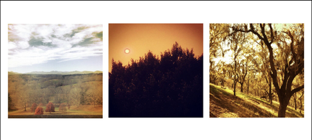 main photo of Trees Triptych
