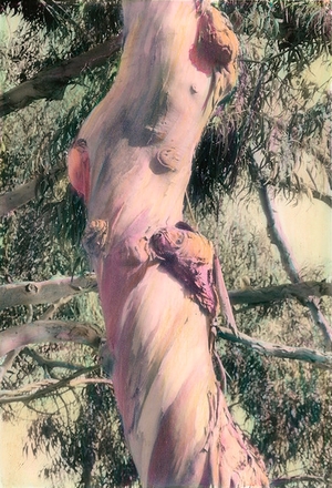 main photo of Naked Tree #40