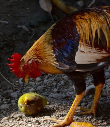 main photo of Haitian Rooster