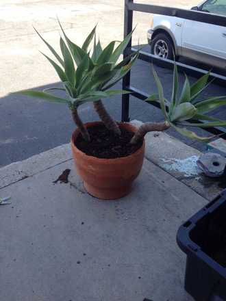 main photo of Potted Live Plant