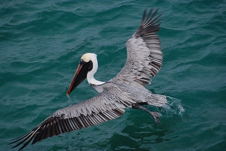 main photo of Pelican