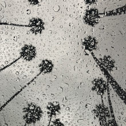main photo of Palm Tree Raindrop