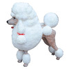 Dog Poodle French  Animal Prop Life Size D̩ecor  Resin Statue