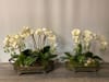 Orchid and Succulent Footed Tray A