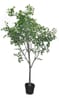 Shady Lady Tree