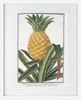 MISART-Botanical Print-Pineapple