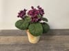 SILK Plum African Violet in Aged Terracotta