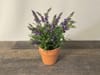 SILK Lavender in Pot