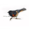 Unframed Prints American Redstart
