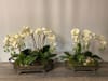 SILK Orchid and Succulent Footed Tray B