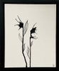 Black & White Abstract