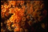 Underwater Coral
