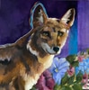 Coyote Painting
