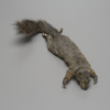 Soft Mount Taxidermy Squirrel #1